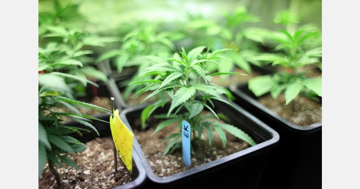 Operation Harvest Moon NVA US Should arid states be allowed to grow cannabis Operation Harvest Moon NVA US Should arid states be allowed to grow cannabis