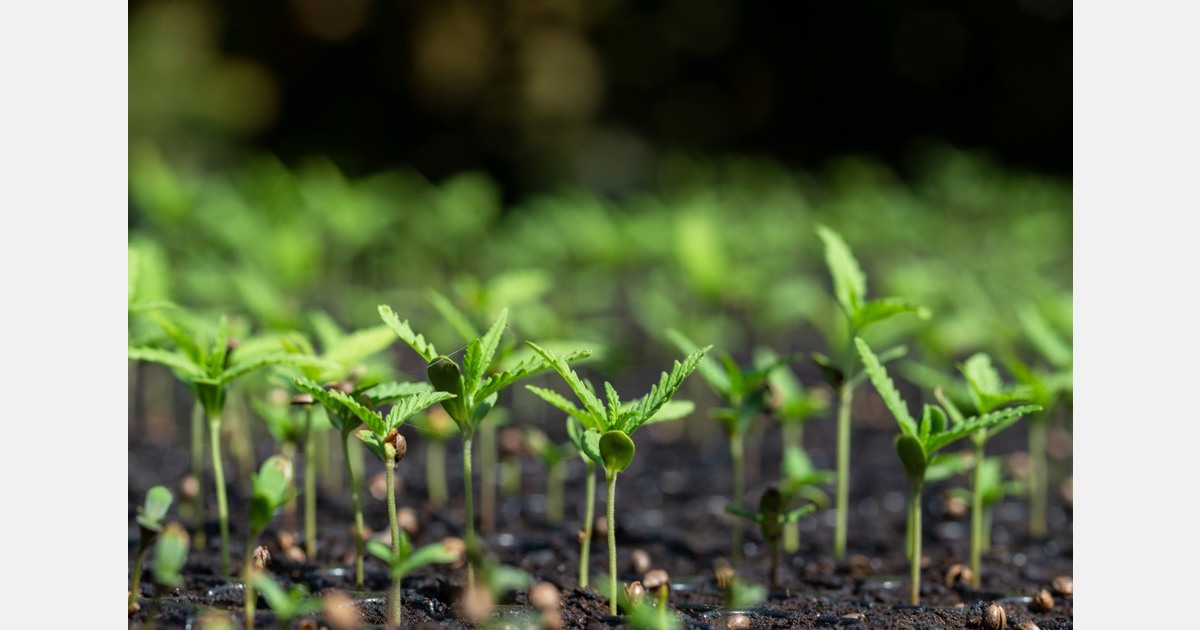 US FDA educating healthcare professionals about cannabinoid market in