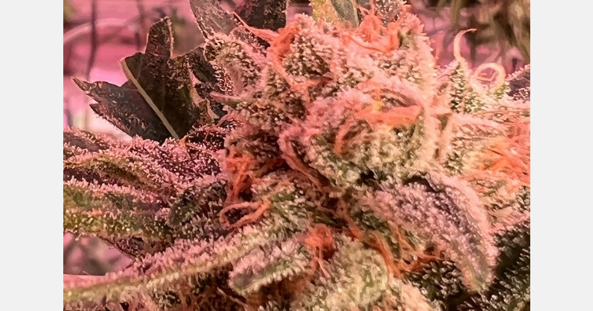 The principles of crop steering