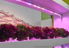 Vera® consists of 6 elements needed when building a vertical farm; Lighting, Climate, Mechanics, Irrigation, Processing and Automation. All the elements are specially designed to work together seamlessly, so that the customer can concentrate on growing.